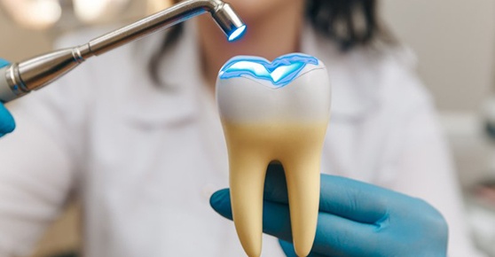 a dentist holding a model of a tooth